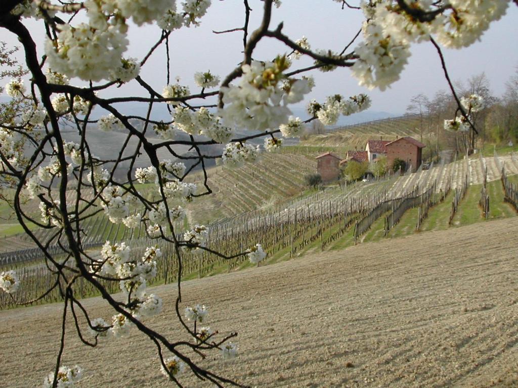 希尼奥 Cascina Il Ginepro旅馆 外观 照片